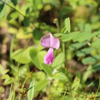 Tephrosia maxima (L.) Pers.